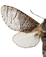 Acossus boreocryptus