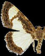 Heliomata scintillata