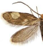 Epimartyria bimaculella