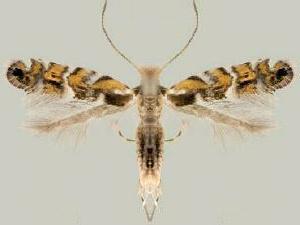 Macrosaccus morrisella