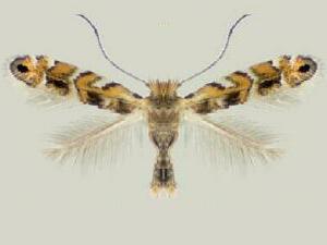 Macrosaccus uhlerella