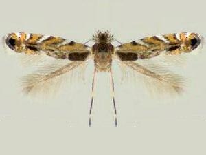 Macrosaccus uhlerella