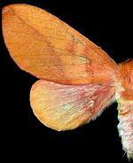 Adeloneivaia isara