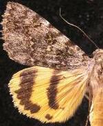Catocala caesia