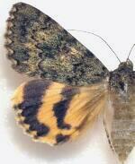 Catocala andromache
