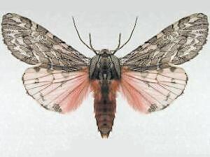 Arachnis nedyma