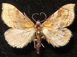 Bistica noela