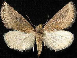 Plagiomimicus astigmatosum