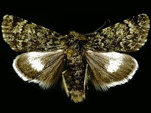 Sympistis zetterstedtii