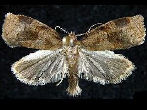 Archips rosana