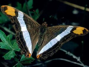 Adelpha fessonia