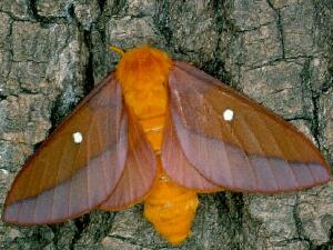 Anisota virginiensis