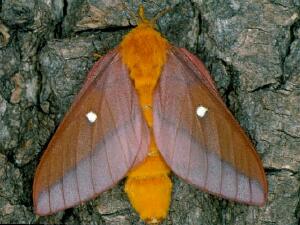 Anisota virginiensis