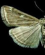 Loxostege munroealis