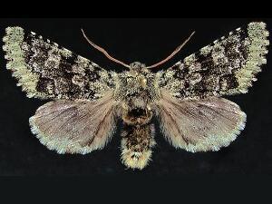 Feralia major