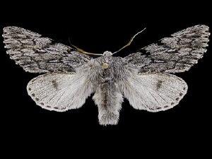 Brachionycha borealis