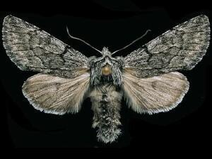 Pleromelloida conserta