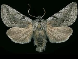 Pleromelloida bonuscula