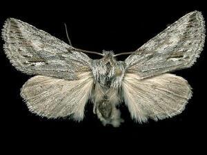 Pleromelloida cinerea