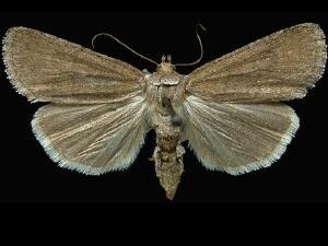 Sympistis stabilis