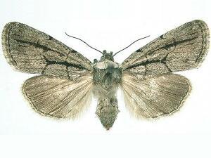 Sympistis dinalda