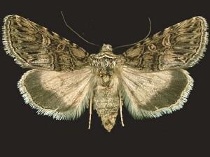 Sympistis sanina