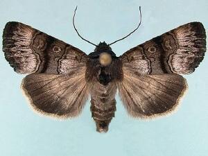 Sympistis saundersiana
