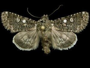 Sympistis viriditincta