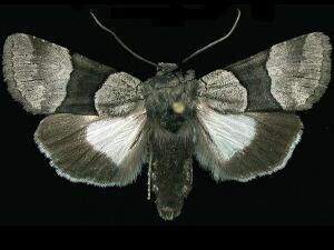 Sympistis piffardi