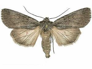 Sympistis amun