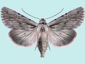 Sympistis mackiei