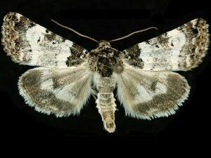 Pseudacontia crustaria