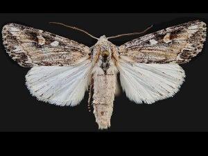 Rhizagrotis stylata