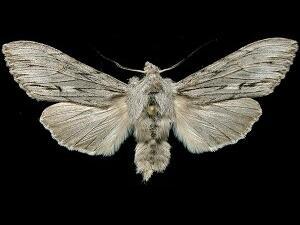 Cucullia strigata