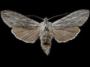 Cucullia intermedia