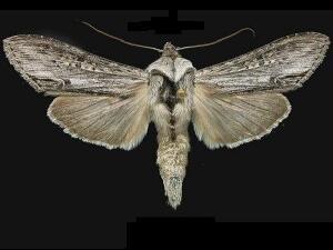 Cucullia similaris