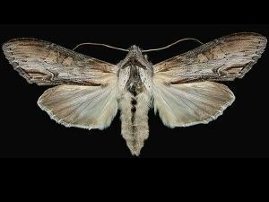 Cucullia montanae