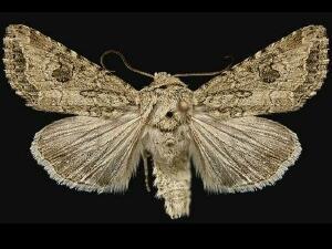 Scotogramma fervida