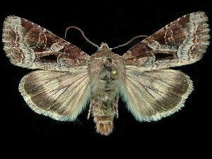 Trichordestra dodii