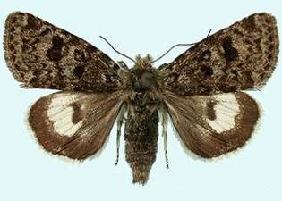 Anarta nigrolunata