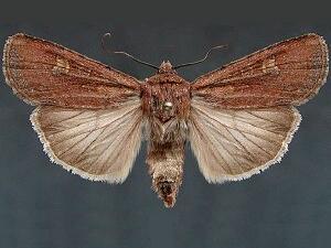 Euxoa adumbrata