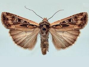 Euxoa auxiliaris