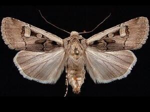 Euxoa obeliscoides