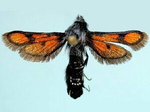 Euhagena nebraskae