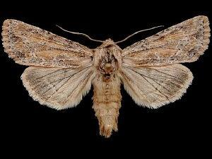 Apamea commoda