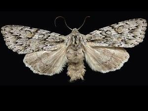 Andropolia aedon
