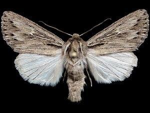 Rhizagrotis cloanthoides