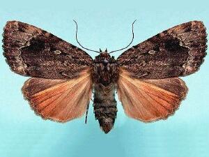 Amphipyra pyramidoides