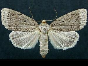 Amphipyra glabella