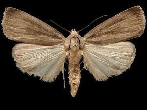 Proxenus mendosa